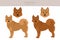 Fiinnish spitz clipart. Different poses, coat colors set