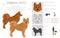 Fiinnish spitz clipart. Different poses, coat colors set