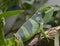 Fiji banded iguana 4