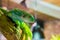 Fiji banded iguana, a endangered tropical lizard specie that lives on the fijian islands