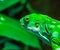 Fiji banded iguana head in closeup, isolated on a background with green leaves, endangered tropical lizard specie from the Fijian