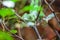 Fiji banded iguana on a tree