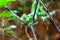 Fiji banded iguana on a tree