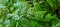 Fiji davallia, a green plant background - Sheet