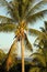 Fiji Nadi Coconut and Palm tree
