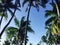 Fiji palm trees