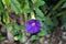 Fiji Paradise Series - Bluebell or Lali Plant - Bush Clock Vine or King\\\'s Mantle Flower