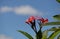 Fiji Paradise Series - Ffangipani - Plumeria Flowers with Bees