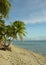 Fijian Beach and Palm Trees