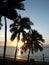 Fijian Beach Palms