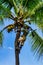 Fijian Coconut Denutter