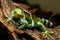 Fijian crested iguana Brachylophus vitiensis on Viti Levu Isla