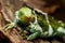Fijian crested iguana Brachylophus vitiensis on Viti Levu Isla