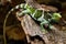 Fijian crested iguana Brachylophus vitiensis on Viti Levu Isla