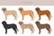 Fila Brasileiro clipart. Different poses, coat colors set