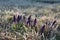 Filament crocuses with coiled flowers frostbitten by morning frost, the sun has already risen