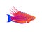 Filamented Flasher Wrasse Exotic Ocean Fish Banner