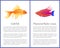 Filamented Flasher Wrasse and Gold Fish Posters
