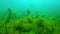 Filamentous green algae Cladophora in thickets of sea grasses of Zostera, Black Sea