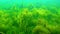 Filamentous green algae Cladophora in thickets of sea grasses of Zostera, Black Sea