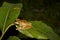 File-Eared Tree Frog of Borneo