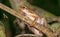 File-eared tree frog in Borneo rainforest