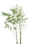 File isolated of tree plant with green leaves branch on white ba