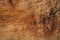 File of texture of bark wood use as natural background