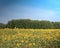 A fileld of sunflowers on a farm