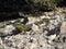 Filfola lizard crawling on the rocks under the sunlight in the Maltese Islands in Malta