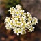 Filigree blossoms of saxifrage in a stone garden