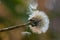 Filigree dandelions with enchanting drops of water in close-up