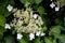 The filigree network of blossoms and inflorescences of a hydrangea