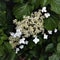 filigree network of blossoms and inflorescences of a hydrangea