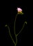 Filigree pink freesia with buds, blooms, macro, black background, vintage minimal art style