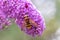 Filigree pink lilac blossoms in beautiful backlight invite insects as striped flys bees bumblebees to collect nectar