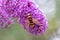 Filigree pink lilac blossoms in beautiful backlight invite insects as striped flys bees bumblebees to collect nectar