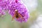 Filigree pink lilac blossoms in beautiful backlight invite insects as striped flys bees bumblebees to collect nectar