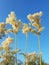 Filipendula flower, blossomed on the background of blue sky