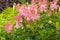 Filipendula rubra \'Venusta\', pink grass in the old garden