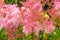 Filipendula rubra \'Venusta\', pink grass in the old garden