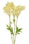 Filipendula ulmaria flower