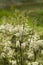 Filipendula ulmaria- meadowsweet or mead wort