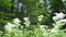 Filipendula vulgaris, dropwort or fern-leaf dropwort, is a perennial herbaceous plant in the family Rosaceae, closely
