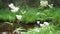 Filipendula vulgaris, dropwort or fern-leaf dropwort, is a perennial herbaceous plant in the family Rosaceae, closely