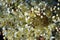 Filipendula vulgaris fern-leaf dropwort blooming flowers close up macro detail, organic background of blossom