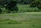 Filipino grass-cutters working in the field in the Philippines