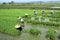 Filipino women working in a rice field