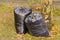 Filled black trash bags on the background of fallen foliage on a city street. Seasonal cleaning of city streets from fallen leaves