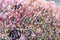 Filled frame close up macro background wallpaper shot of a bunch of purple, red, pink sempervivum arachnoideum cobweb houseleek